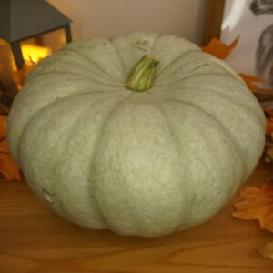 _DSC0465 Sampson F1 pelēkais ķirbis "Hilda"