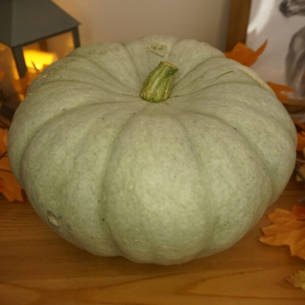 _DSC0465 Sampson F1 pelēkais ķirbis "Hilda"