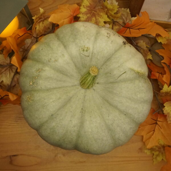 _DSC0468 Sampson F1 pelēkais ķirbis "Hilda"