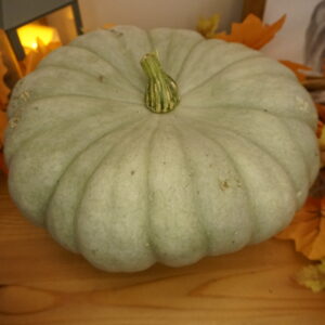 _DSC0471 Sampson F1 pelēkais ķirbis "Andris"