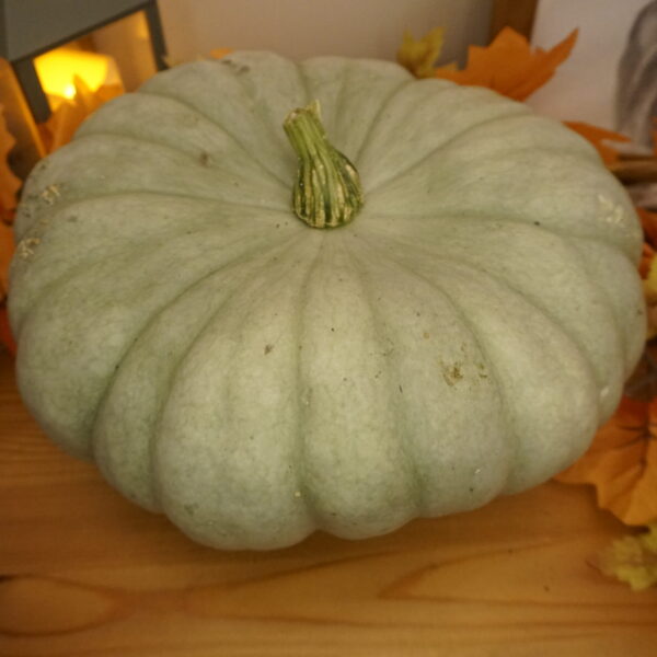 _DSC0471 Sampson F1 pelēkais ķirbis "Andris"