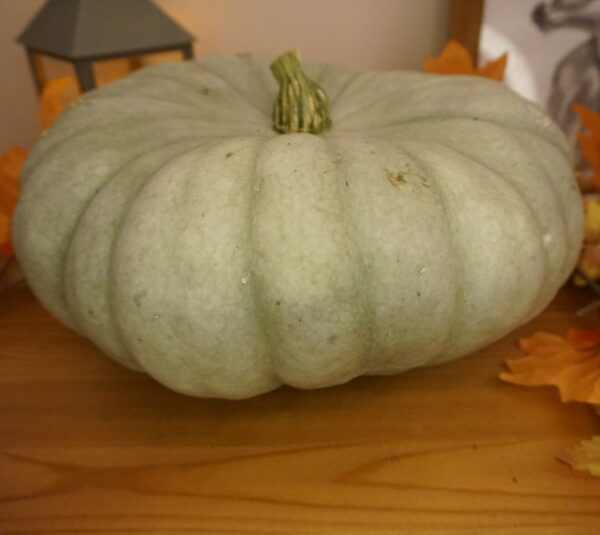 _DSC0472 Sampson F1 pelēkais ķirbis "Andris"