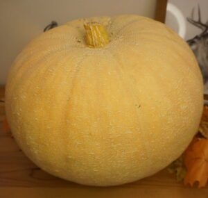 _DSC0473 Dzeltenais ķirbis "Oļegs"