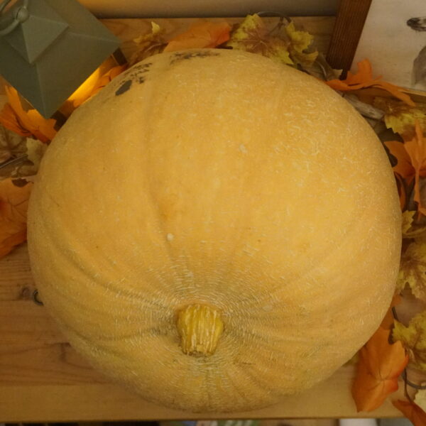 _DSC0478 Dzeltenais ķirbis "Sanita"