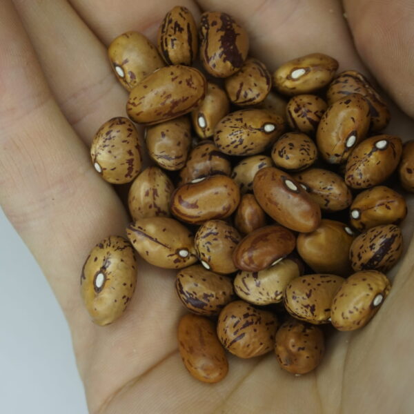 _DSC0518 Krūmu pupiņas "Coco nain rose d'Eyragues"