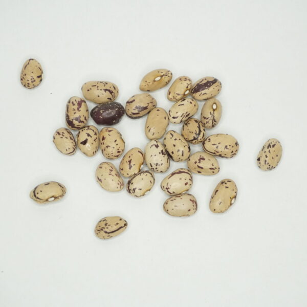 Krūmu pupiņas "borlotto lingua di fuoco nano"