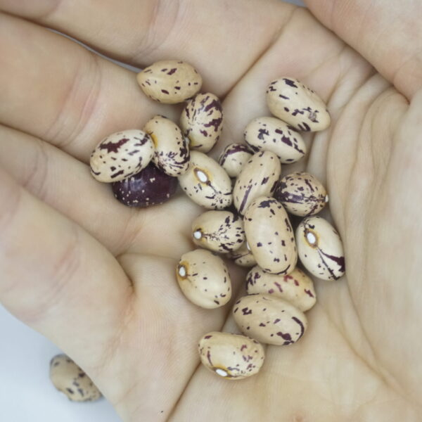 Krūmu pupiņas "borlotto lingua di fuoco nano"