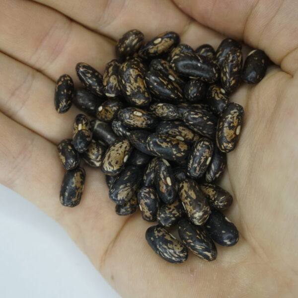 Krūmu pupiņas "Tendergreen"