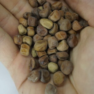 _DSC0492 Zirņi "Desiree"