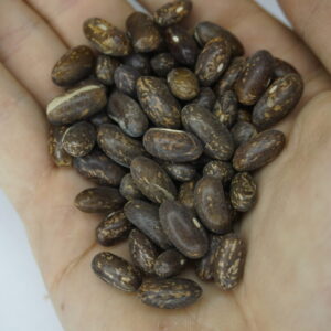 _DSC0510 Krūmu pupiņas "Topcrop"